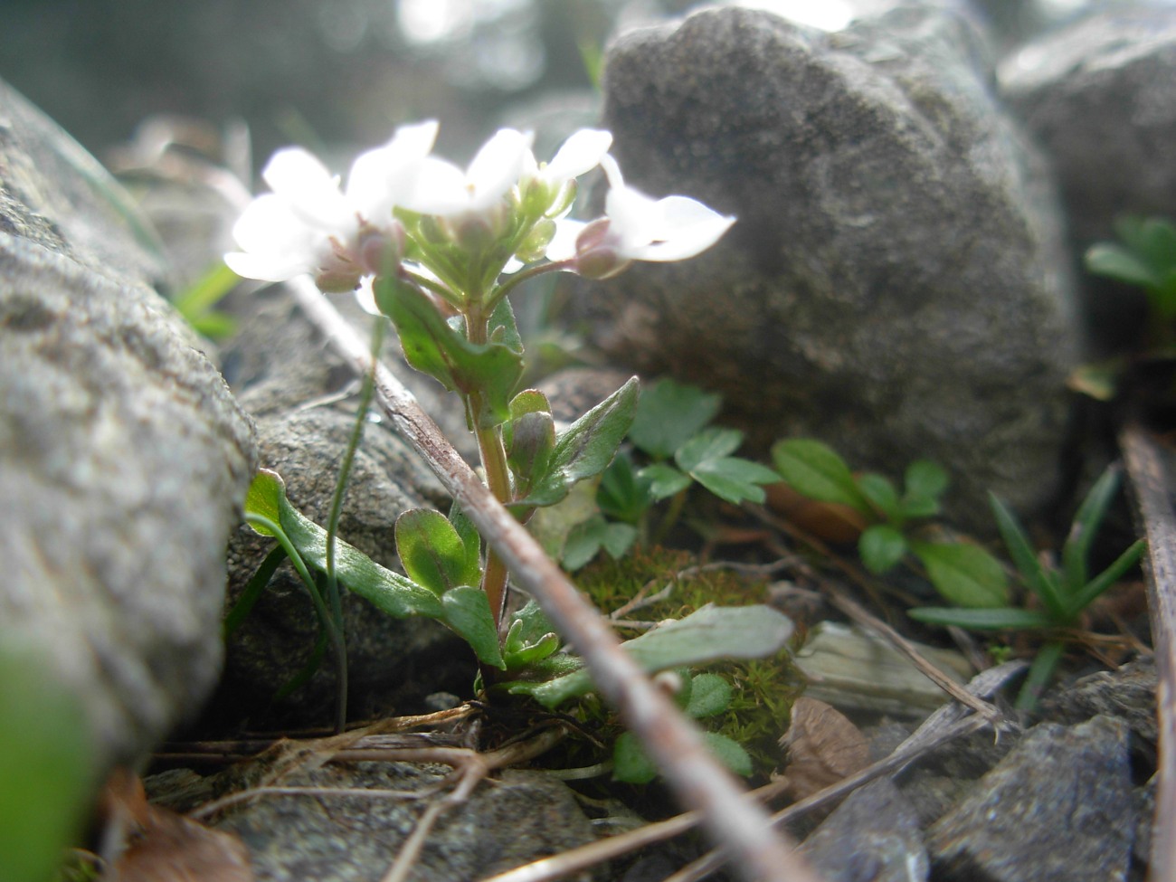 Jonopsidium savianum / Bivonea di Savi